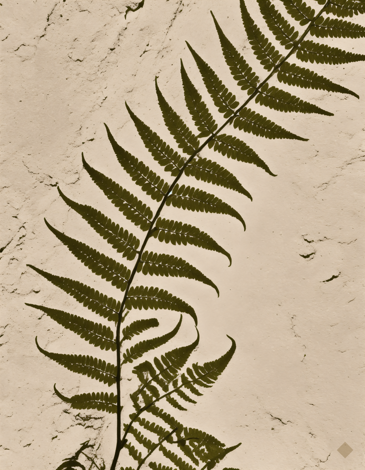 Fern Shadow